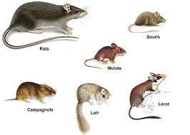 Les espèces ciblées en dératisation
