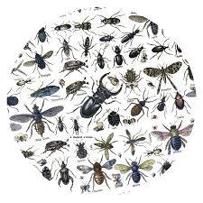 Les espèces ciblées en dératisation